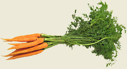 Carottes