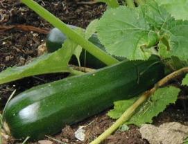Courgette Courgette